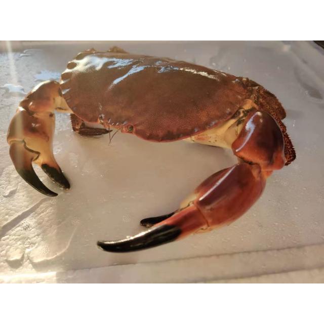 鲜活 面包蟹 (大)【海鲜】