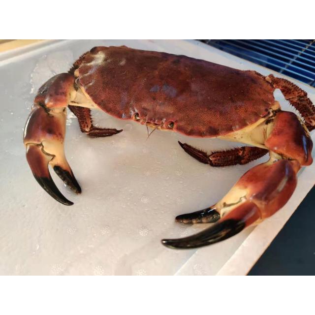 鲜活 面包蟹 (大)【7.99/kg】【海鲜】