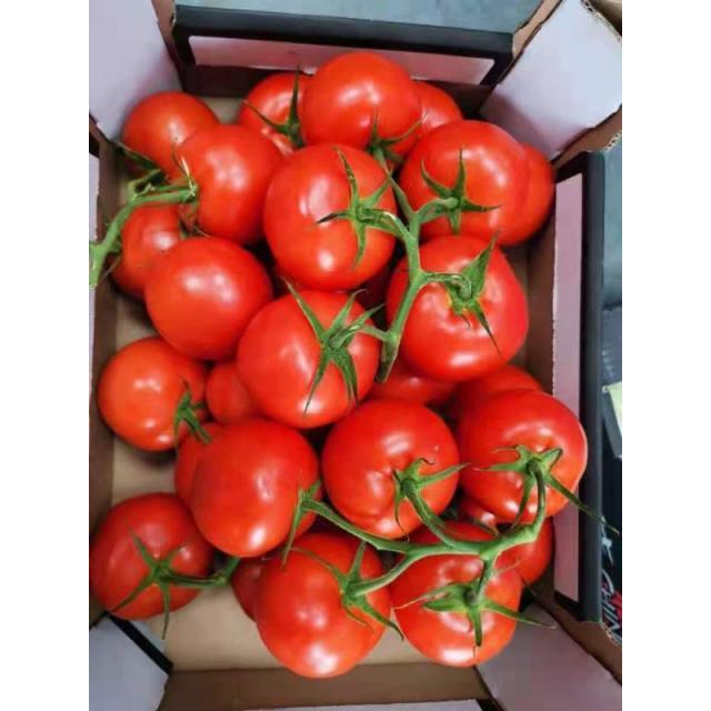 大番茄（大西红柿）4个 新鲜蔬菜