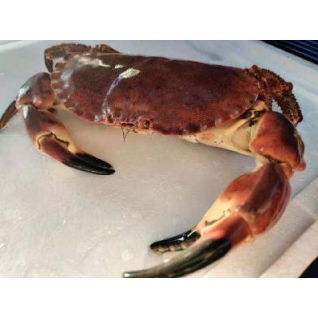 鲜活 面包蟹【3kg】【海鲜】