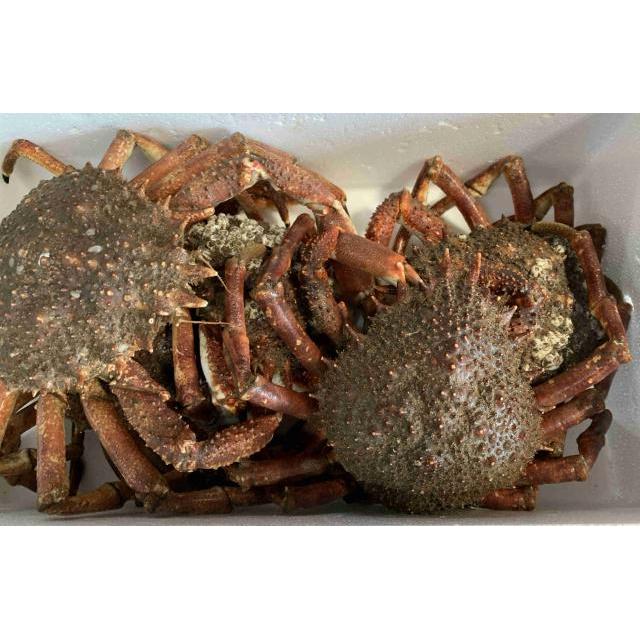 新鲜 蜘蛛蟹 ￡5.99/kg【海鲜】